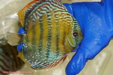 画像6: 【ワイルドディスカス】【通販】【未開の新産地個体】ラーゴサポ ミドルパールロイヤル【個体販売】15〜16cm（生体）ラーゴサポ産 (6)