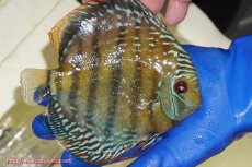 画像3: 【ウィンターセール クーポンご利用で更に10％OFF対象商品】【ワイルドディスカス】【通販】【未開の新産地個体】ラーゴサポ ミドルパールロイヤル【個体販売】15〜16cm（生体）ラーゴサポ産 (3)