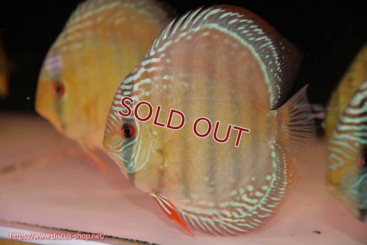 画像1: 【ウィンターセール クーポンご利用で更に10％OFF対象商品】【ワイルドディスカス】【通販】【未開の新産地個体】ラーゴサポ ミドルパールロイヤル【個体販売】15〜16cm（生体）ラーゴサポ産 (1)