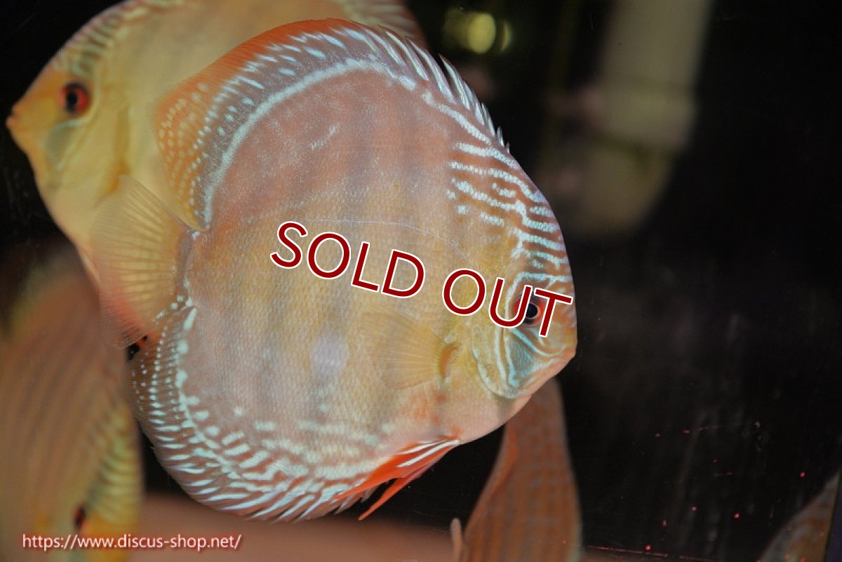 画像2: 【ウィンターセール クーポンご利用で更に10％OFF対象商品】【ワイルドディスカス】【通販】【未開の新産地個体】ラーゴサポ ミドルパールロイヤル【個体販売】15〜16cm（生体）ラーゴサポ産 (2)