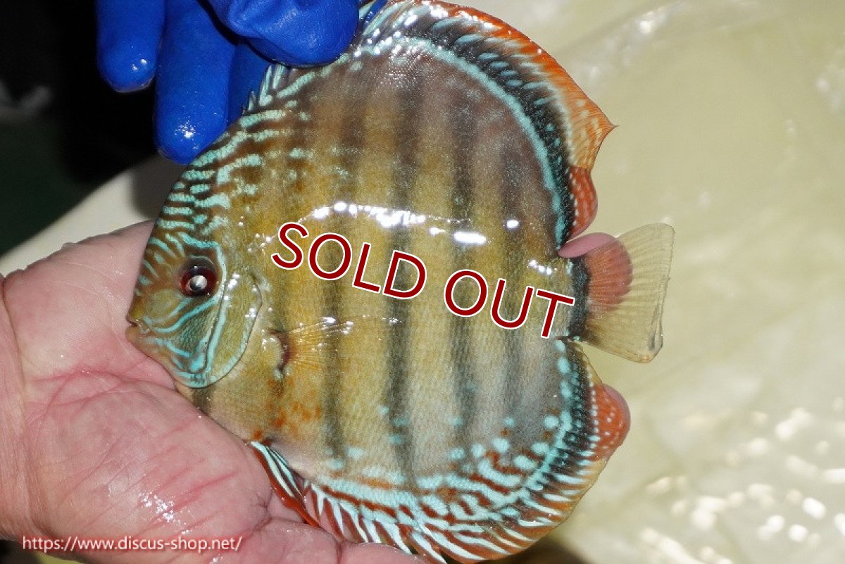 画像3: 【ウィンターセール クーポンご利用で更に10％OFF対象商品】【ワイルドディスカス】【通販】【未開の新産地個体】ラーゴサポ ミドルパールロイヤル【個体販売】15〜16cm（生体）ラーゴサポ産 (3)