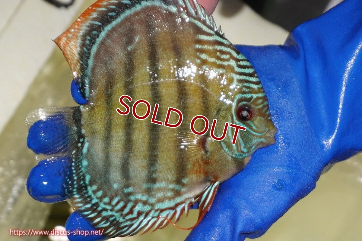 画像4: 【ウィンターセール クーポンご利用で更に10％OFF対象商品】【ワイルドディスカス】【通販】【未開の新産地個体】ラーゴサポ ミドルパールロイヤル【個体販売】15〜16cm（生体）ラーゴサポ産 (4)