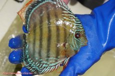 画像4: 【ウィンターセール クーポンご利用で更に10％OFF対象商品】【ワイルドディスカス】【通販】【未開の新産地個体】ラーゴサポ ミドルパールロイヤル【個体販売】15〜16cm（生体）ラーゴサポ産 (4)