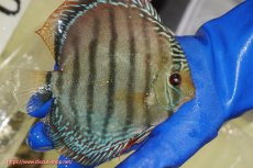 画像2: 【ワイルドディスカス】【通販】【未開の新産地個体】ラーゴサポ ミドルパールロイヤル【個体販売】15〜16cm（生体）ラーゴサポ産 (2)