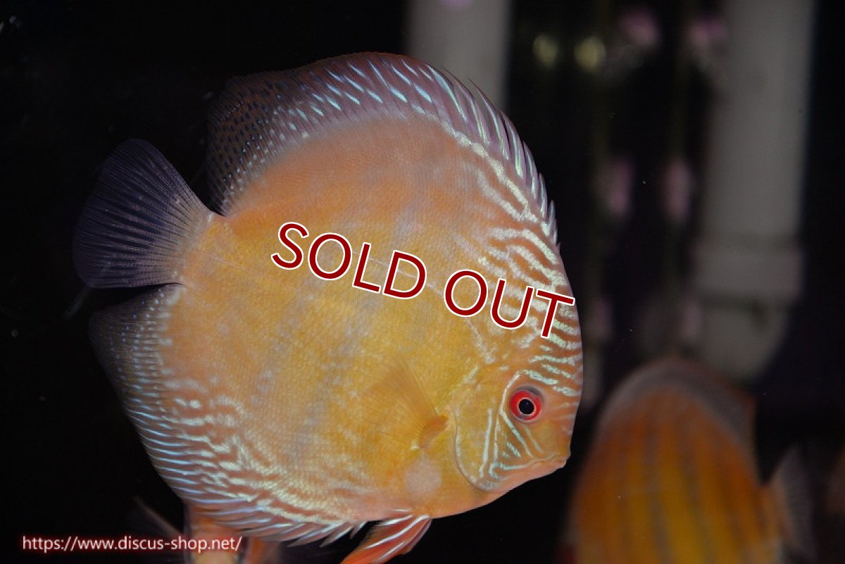 画像1: 【ワイルドディスカス】【通販】【未開の新産地個体】ラーゴサポ ミドルパールロイヤル【個体販売】15〜16cm（生体）ラーゴサポ産 (1)