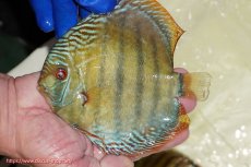 画像1: 【ワイルドディスカス】【通販】【未開の新産地個体】ラーゴサポ ミドルパールロイヤル【個体販売】15〜16cm（生体）ラーゴサポ産 (1)