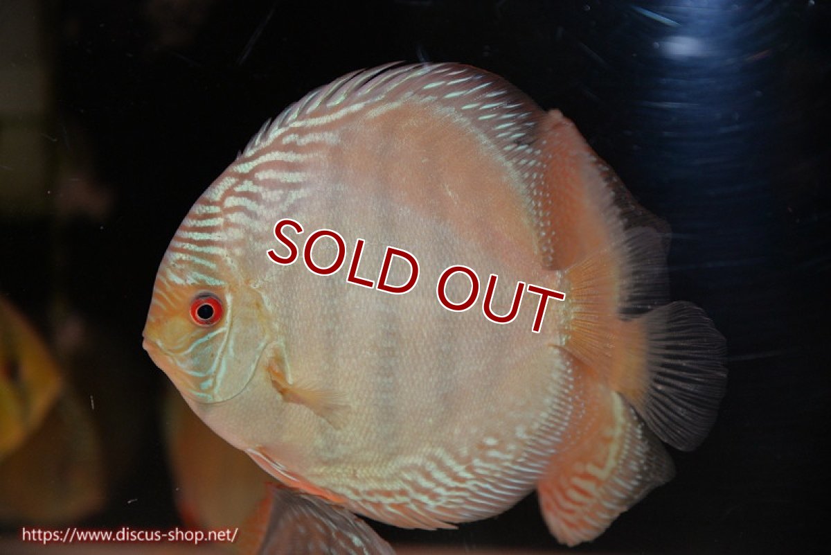 画像2: 【ワイルドディスカス】【通販】【未開の新産地個体】ラーゴサポ ミドルパールロイヤル【個体販売】15〜16cm（生体）ラーゴサポ産 (2)