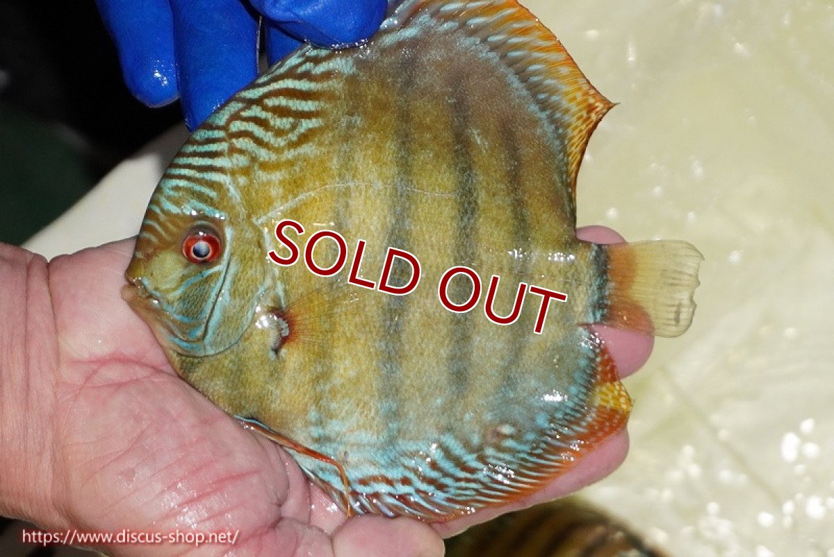 画像3: 【ワイルドディスカス】【通販】【未開の新産地個体】ラーゴサポ ミドルパールロイヤル【個体販売】15〜16cm（生体）ラーゴサポ産 (3)