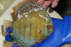 画像4: 【ウィンターセール クーポンご利用で更に10％OFF対象商品】【ワイルドディスカス】【通販】【未開の新産地個体】ラーゴサポ ミドルパールロイヤル【個体販売】15〜16cm（生体）ラーゴサポ産 (4)