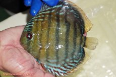 画像1: 【ワイルドディスカス】【通販】【未開の新産地個体】ラーゴサポ ミドルパールロイヤル【個体販売】15〜16cm（生体）ラーゴサポ産 (1)