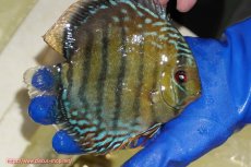 画像2: 【ワイルドディスカス】【通販】【未開の新産地個体】ラーゴサポ ミドルパールロイヤル【個体販売】15〜16cm（生体）ラーゴサポ産 (2)