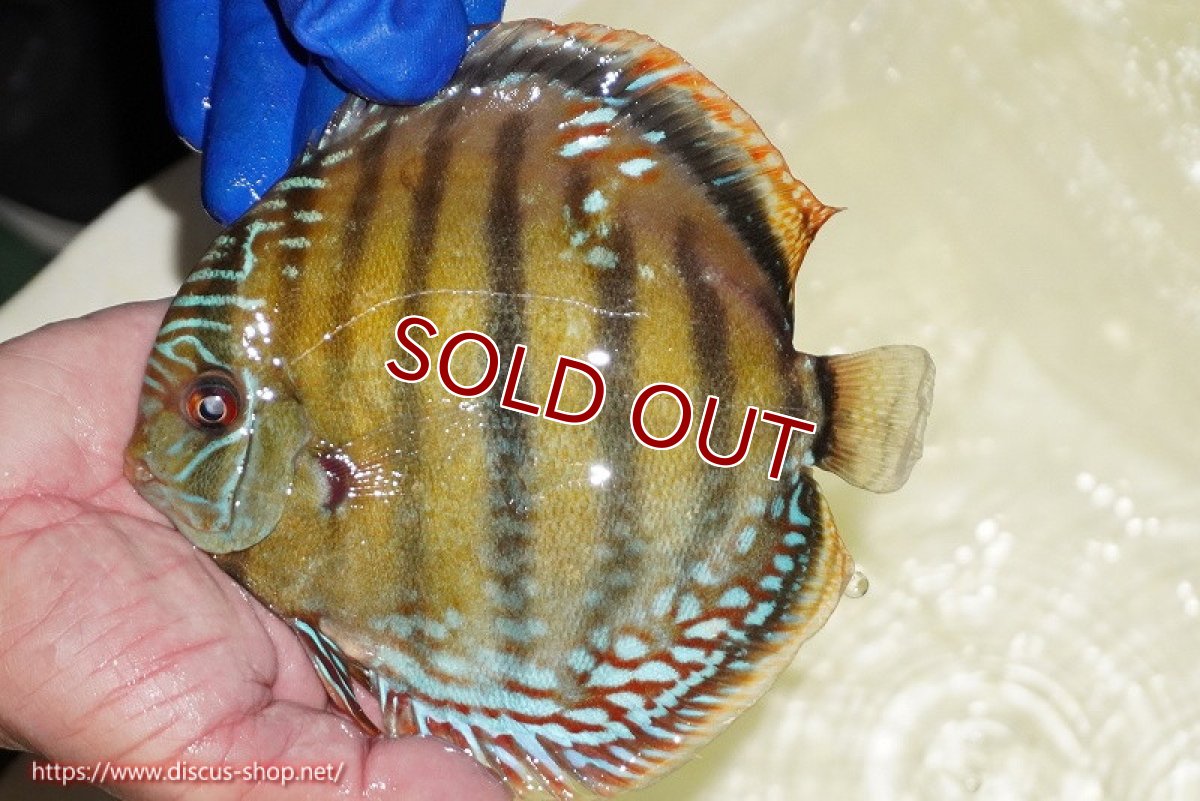 画像3: 【ワイルドディスカス】【通販】【未開の新産地個体】ラーゴサポ ミドルパールロイヤル【個体販売】15〜16cm（生体）ラーゴサポ産 (3)