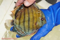 画像3: 【ウィンターセール クーポンご利用で更に10％OFF対象商品】【ワイルドディスカス】【通販】【未開の新産地個体】ラーゴサポ ミドルパールロイヤル【個体販売】15〜16cm（生体）ラーゴサポ産 (3)