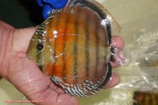 画像1: 【ワイルドディスカス】【通販】【未開の新産地個体】ラーゴサポ スーパークリムゾンレッド【個体販売】15〜16cm（生体）ラーゴサポ産 (1)