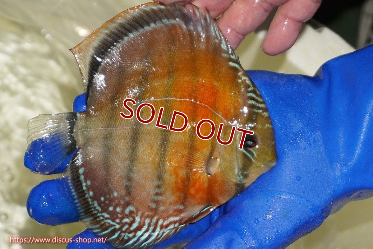 画像2: 【ワイルドディスカス】【通販】【未開の新産地個体】ラーゴサポ スーパークリムゾンレッド【個体販売】15〜16cm（生体）ラーゴサポ産 (2)