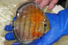 画像2: 【ワイルドディスカス】【通販】【未開の新産地個体】ラーゴサポ スーパークリムゾンレッド【個体販売】15〜16cm（生体）ラーゴサポ産 (2)