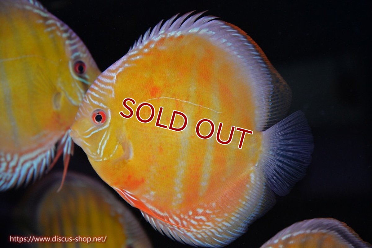 画像1: 【ウィンターセール クーポンご利用で更に10％OFF対象商品】【ワイルドディスカス】【通販】【未開の新産地個体】ラーゴサポ スーパークリムゾンレッド【個体販売】15〜16cm（生体）ラーゴサポ産 (1)