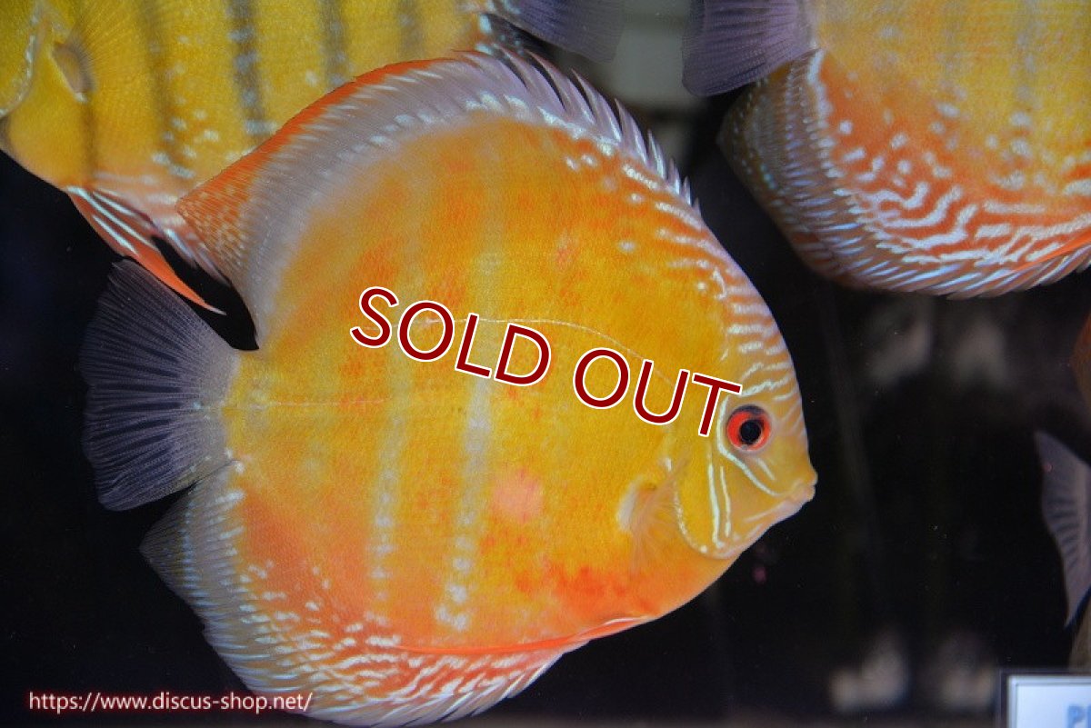 画像2: 【ウィンターセール クーポンご利用で更に10％OFF対象商品】【ワイルドディスカス】【通販】【未開の新産地個体】ラーゴサポ スーパークリムゾンレッド【個体販売】15〜16cm（生体）ラーゴサポ産 (2)