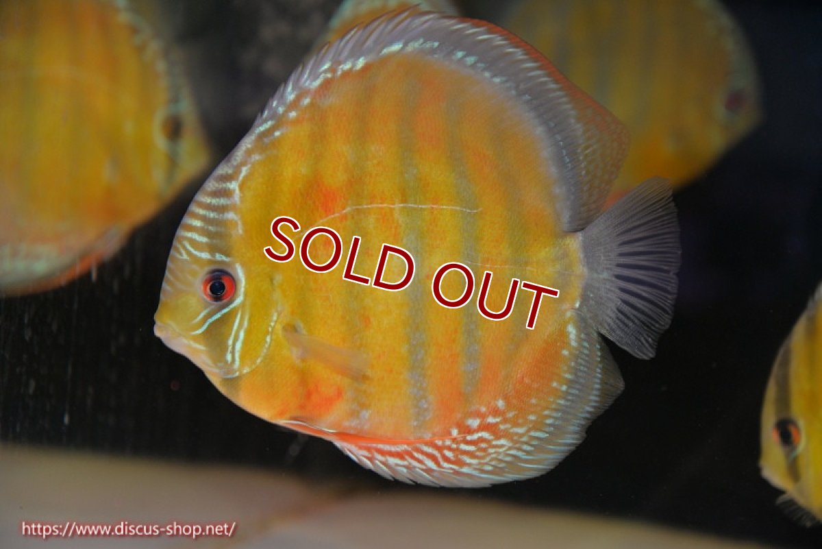 画像3: 【ウィンターセール クーポンご利用で更に10％OFF対象商品】【ワイルドディスカス】【通販】【未開の新産地個体】ラーゴサポ スーパークリムゾンレッド【個体販売】15〜16cm（生体）ラーゴサポ産 (3)