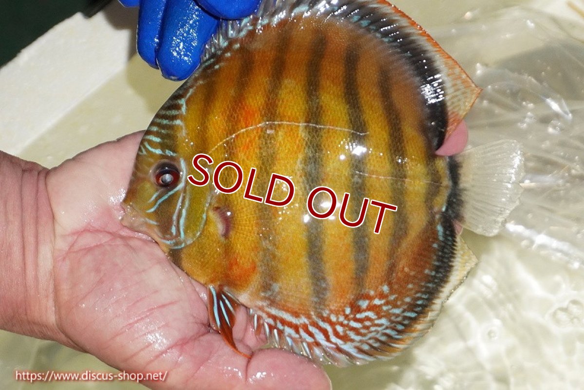 画像5: 【ウィンターセール クーポンご利用で更に10％OFF対象商品】【ワイルドディスカス】【通販】【未開の新産地個体】ラーゴサポ スーパークリムゾンレッド【個体販売】15〜16cm（生体）ラーゴサポ産 (5)