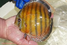 画像5: 【ウィンターセール クーポンご利用で更に10％OFF対象商品】【ワイルドディスカス】【通販】【未開の新産地個体】ラーゴサポ スーパークリムゾンレッド【個体販売】15〜16cm（生体）ラーゴサポ産 (5)