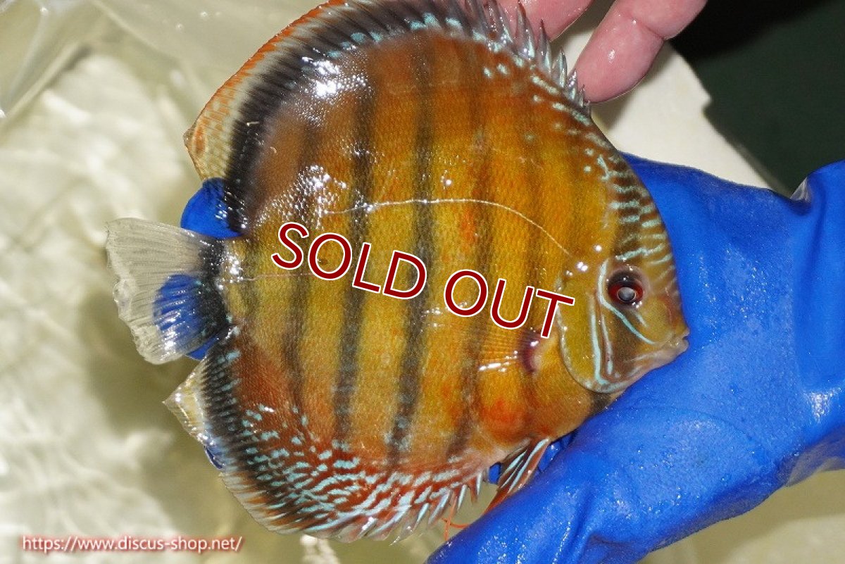 画像6: 【ウィンターセール クーポンご利用で更に10％OFF対象商品】【ワイルドディスカス】【通販】【未開の新産地個体】ラーゴサポ スーパークリムゾンレッド【個体販売】15〜16cm（生体）ラーゴサポ産 (6)