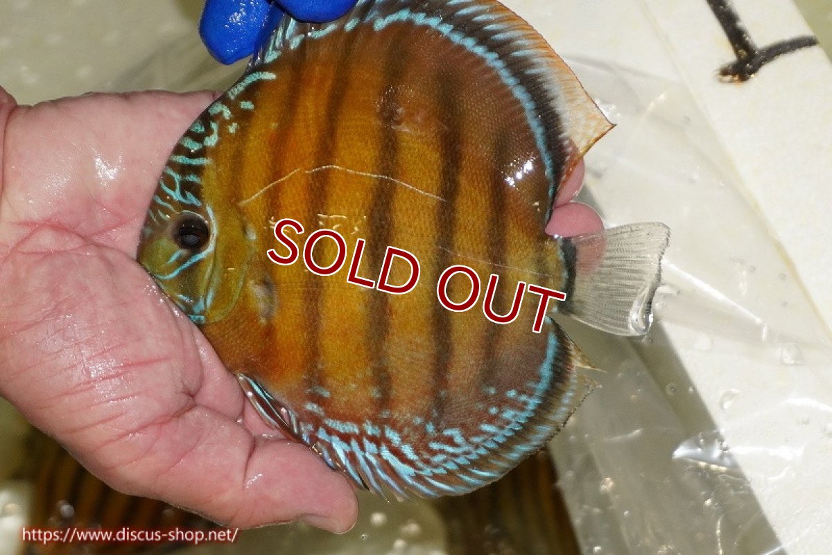 画像1: 【ワイルドディスカス】【通販】【未開の新産地個体】ラーゴサポ スーパークリムゾンレッド【個体販売】15〜16cm（生体）ラーゴサポ産 (1)