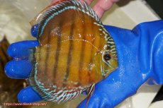 画像3: 【ウィンターセール クーポンご利用で更に10％OFF対象商品】【ワイルドディスカス】【通販】【未開の新産地個体】ラーゴサポ スーパークリムゾンレッド【個体販売】15〜16cm（生体）ラーゴサポ産 (3)