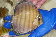 画像2: 【ワイルドディスカス】【通販】【未開の新産地個体】ラーゴサポ スーパークリムゾンレッド【個体販売】15〜16cm（生体）ラーゴサポ産 (2)