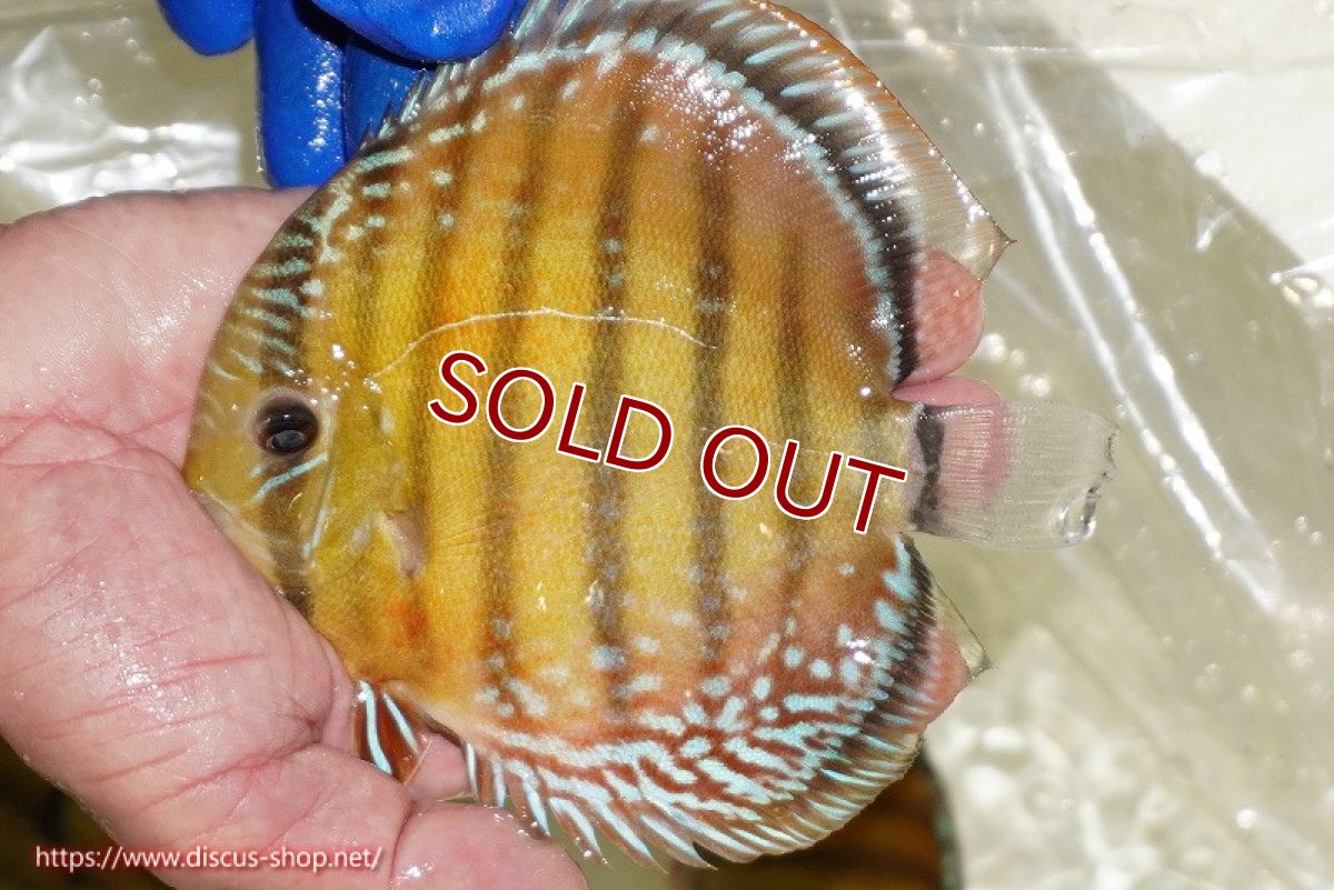 画像2: 【ワイルドディスカス】【通販】【未開の新産地個体】ラーゴサポ スーパークリムゾンレッド（オレンジ目）【個体販売】15〜16cm（生体）ラーゴサポ産 (2)