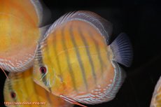 画像3: 【ウィンターセール クーポンご利用で更に10％OFF対象商品】【ワイルドディスカス】【通販】【未開の新産地個体】ラーゴサポ スーパークリムゾンレッド【個体販売】15〜16cm（生体）ラーゴサポ産 (3)