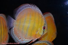 画像4: 【ウィンターセール クーポンご利用で更に10％OFF対象商品】【ワイルドディスカス】【通販】【未開の新産地個体】ラーゴサポ スーパークリムゾンレッド【個体販売】15〜16cm（生体）ラーゴサポ産 (4)