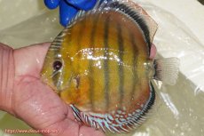 画像5: 【ウィンターセール クーポンご利用で更に10％OFF対象商品】【ワイルドディスカス】【通販】【未開の新産地個体】ラーゴサポ スーパークリムゾンレッド【個体販売】15〜16cm（生体）ラーゴサポ産 (5)