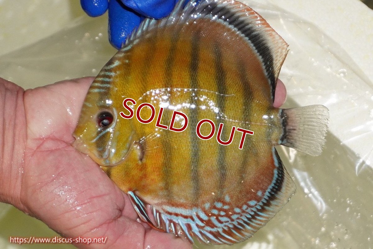 画像6: 【ワイルドディスカス】【通販】【未開の新産地個体】ラーゴサポ スーパークリムゾンレッド【個体販売】15〜16cm（生体）ラーゴサポ産 (6)
