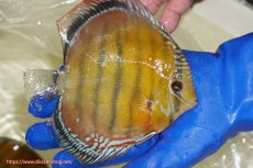 画像7: 【ワイルドディスカス】【通販】【未開の新産地個体】ラーゴサポ スーパークリムゾンレッド【個体販売】15〜16cm（生体）ラーゴサポ産 (7)