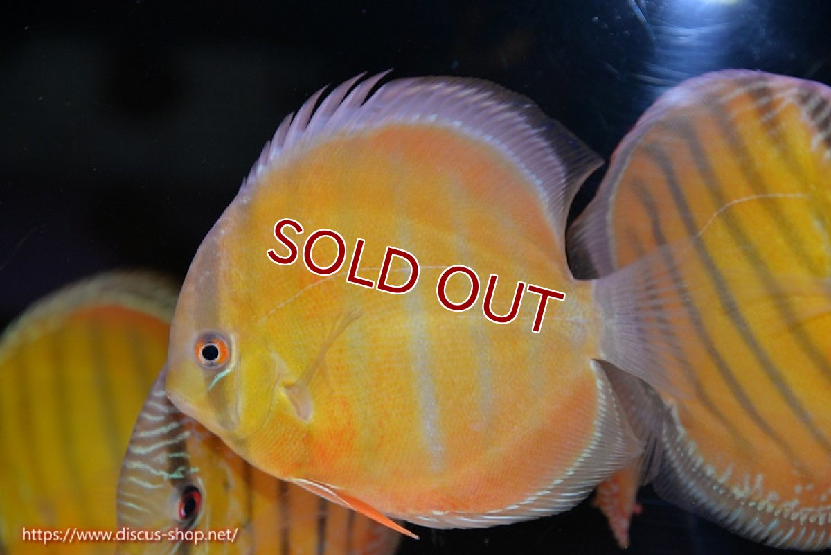 画像1: 【ウィンターセール クーポンご利用で更に10％OFF対象商品】【ワイルドディスカス】【通販】【未開の新産地個体】ラーゴサポ スーパークリムゾンレッド【個体販売】15〜16cm（生体）ラーゴサポ産 (1)