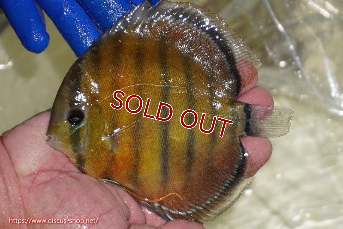 画像2: 【ウィンターセール クーポンご利用で更に10％OFF対象商品】【ワイルドディスカス】【通販】【未開の新産地個体】ラーゴサポ スーパークリムゾンレッド【個体販売】15〜16cm（生体）ラーゴサポ産 (2)