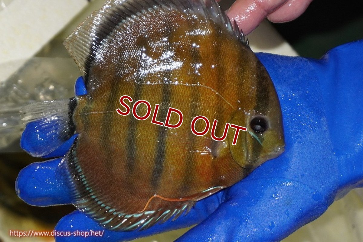 画像3: 【ウィンターセール クーポンご利用で更に10％OFF対象商品】【ワイルドディスカス】【通販】【未開の新産地個体】ラーゴサポ スーパークリムゾンレッド【個体販売】15〜16cm（生体）ラーゴサポ産 (3)