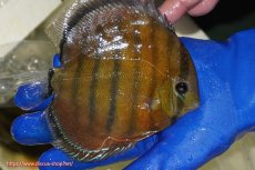 画像3: 【ウィンターセール クーポンご利用で更に10％OFF対象商品】【ワイルドディスカス】【通販】【未開の新産地個体】ラーゴサポ スーパークリムゾンレッド【個体販売】15〜16cm（生体）ラーゴサポ産 (3)