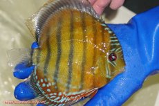 画像3: 【ウィンターセール クーポンご利用で更に10％OFF対象商品】【ワイルドディスカス】【通販】【未開の新産地個体】ラーゴサポ スーパークリムゾンレッド【個体販売】15〜16cm（生体）ラーゴサポ産 (3)