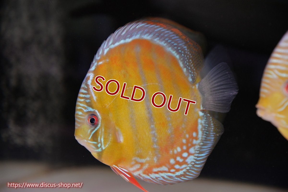 画像1: 【ワイルドディスカス】【通販】【未開の新産地個体】ラーゴサポ スーパークリムゾンレッド【個体販売】15〜16cm（生体）ラーゴサポ産 (1)