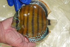 画像3: 【ウィンターセール クーポンご利用で更に10％OFF対象商品】【ワイルドディスカス】【通販】【未開の新産地個体】ラーゴサポ スーパークリムゾンレッド【個体販売】15〜16cm（生体）ラーゴサポ産 (3)