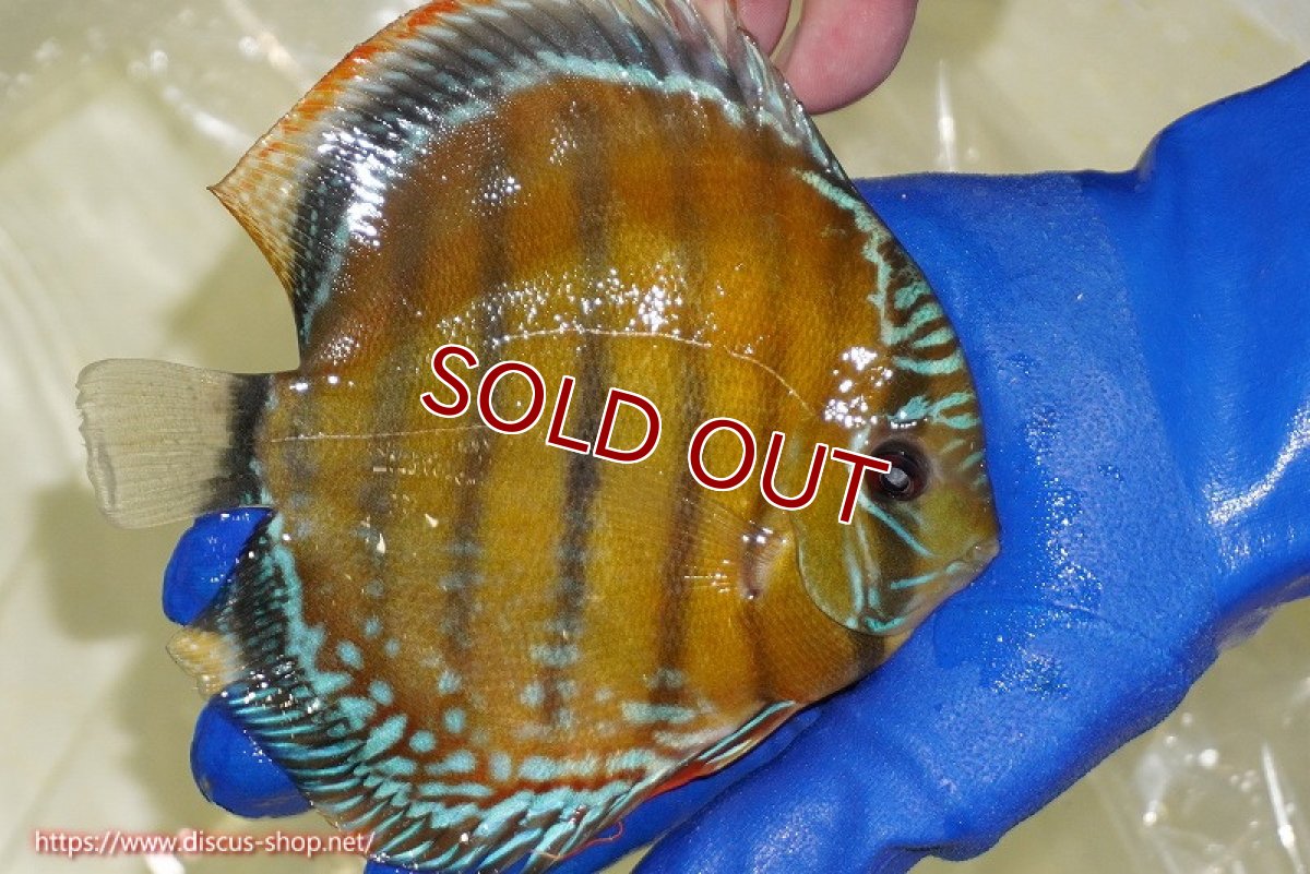 画像4: 【ワイルドディスカス】【通販】【未開の新産地個体】ラーゴサポ スーパークリムゾンレッド【個体販売】15〜16cm（生体）ラーゴサポ産 (4)