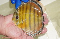 画像1: 【ワイルドディスカス】【通販】【未開の新産地個体】ラーゴサポ スーパークリムゾンレッド【個体販売】15〜16cm（生体）ラーゴサポ産 (1)