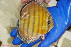 画像2: 【ワイルドディスカス】【通販】【未開の新産地個体】ラーゴサポ スーパークリムゾンレッド【個体販売】15〜16cm（生体）ラーゴサポ産 (2)