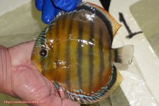 画像1: 【ワイルドディスカス】【通販】【未開の新産地個体】ラーゴサポ スーパークリムゾンレッド【個体販売】15〜16cm（生体）ラーゴサポ産 (1)