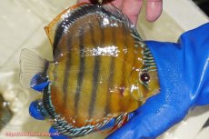 画像3: 【ウィンターセール クーポンご利用で更に10％OFF対象商品】【ワイルドディスカス】【通販】【未開の新産地個体】ラーゴサポ スーパークリムゾンレッド【個体販売】15〜16cm（生体）ラーゴサポ産 (3)