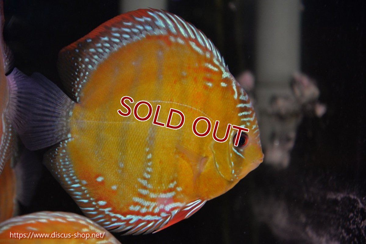 画像1: 【ウィンターセール クーポンご利用で更に10％OFF対象商品】【ワイルドディスカス】【通販】【未開の新産地個体】ラーゴサポ スーパークリムゾンレッド【個体販売】15〜16cm（生体）ラーゴサポ産 (1)