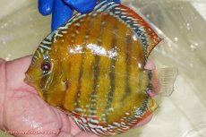 画像1: 【ワイルドディスカス】【通販】【未開の新産地個体】ラーゴサポ スーパークリムゾンレッド【個体販売】15〜16cm（生体）ラーゴサポ産 (1)