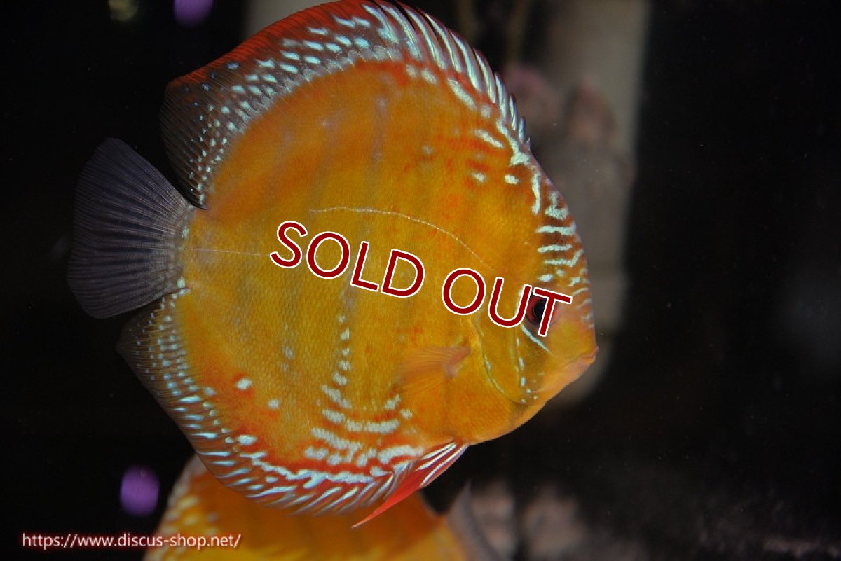 画像2: 【ウィンターセール クーポンご利用で更に10％OFF対象商品】【ワイルドディスカス】【通販】【未開の新産地個体】ラーゴサポ スーパークリムゾンレッド【個体販売】15〜16cm（生体）ラーゴサポ産 (2)